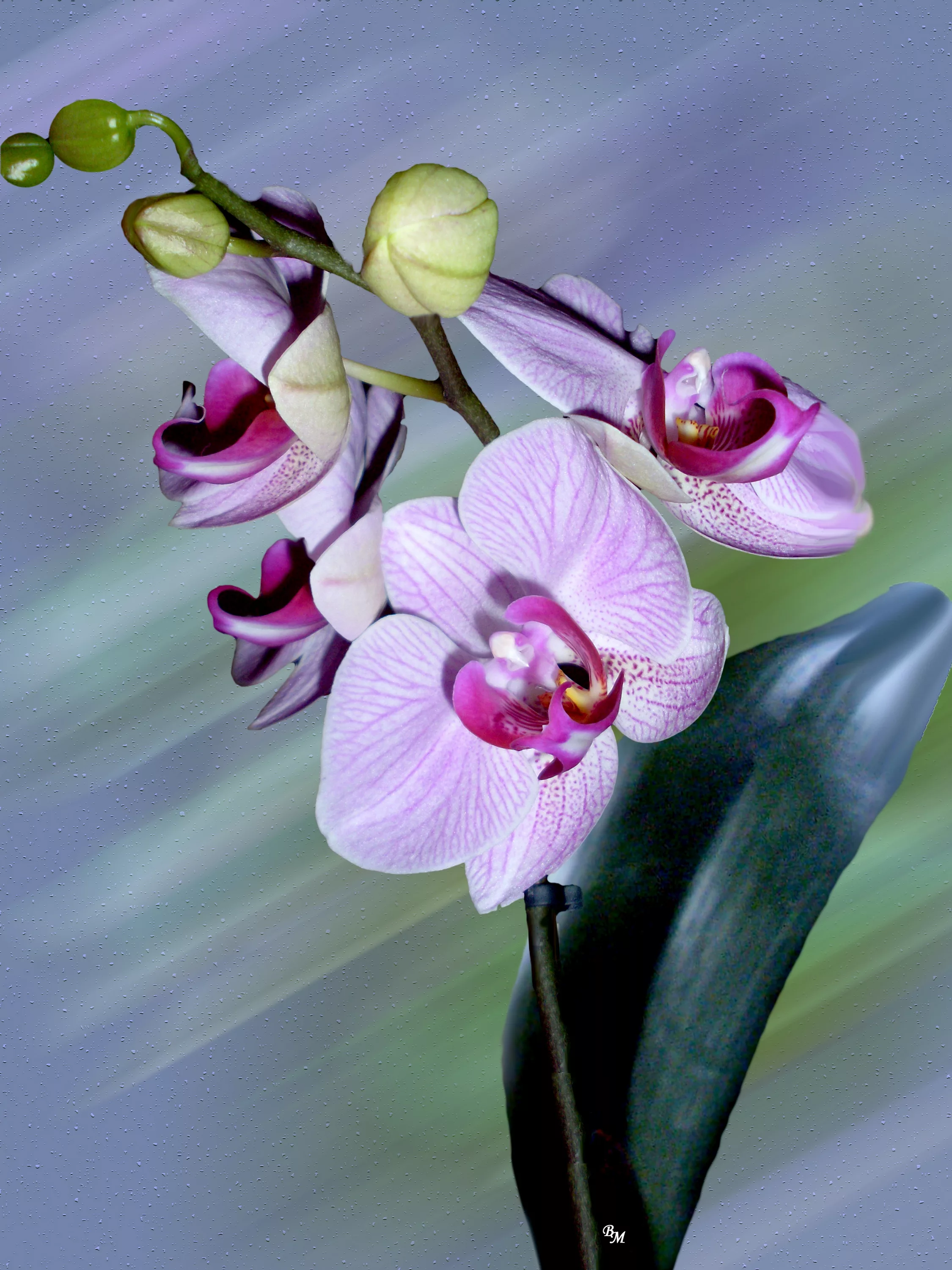 Фото Стихи к подарку орхидея #62
