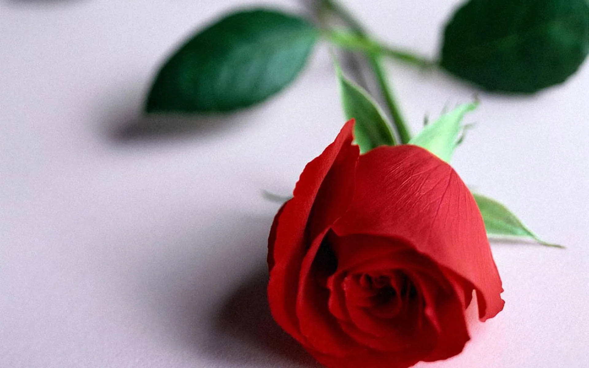 Фото Стихи к подарку розы #60