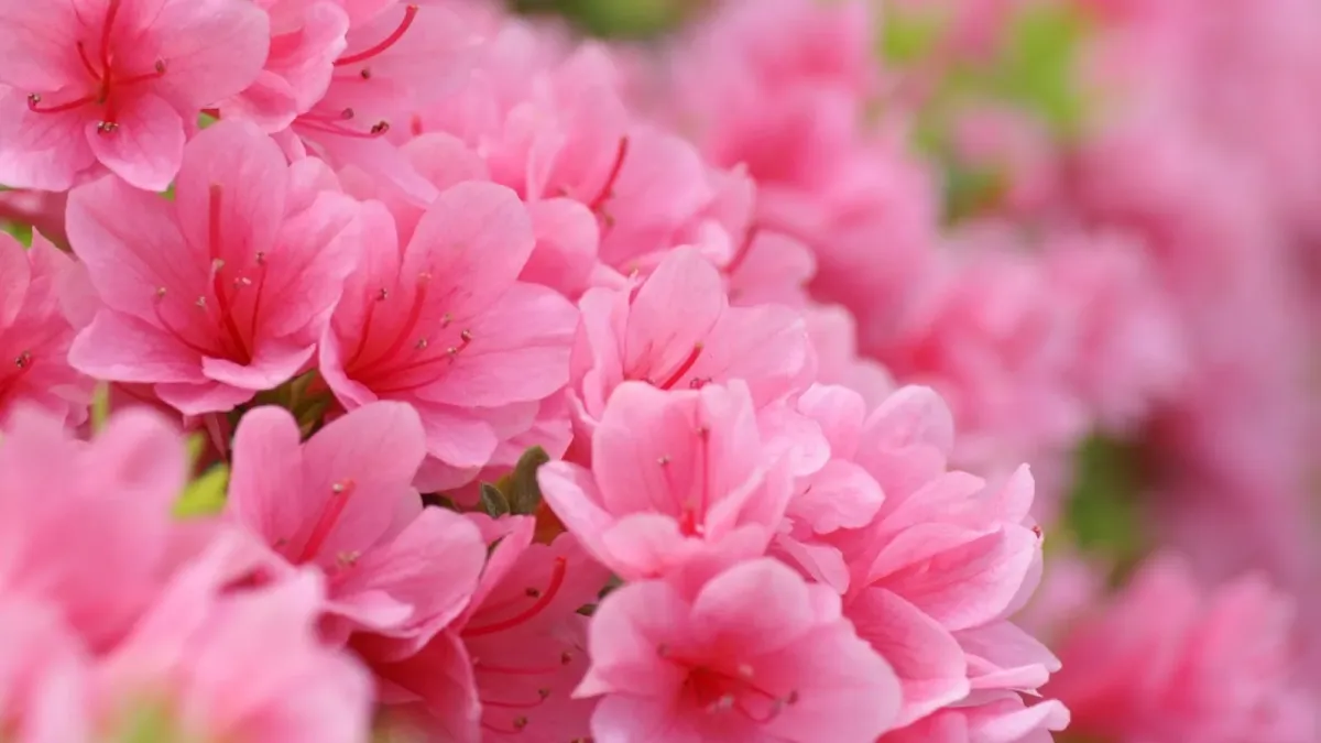 С днем рождения красивые природа. Пинк Флауэр. Рододендрон. Розовые цветы. Ярко розовые цветы.