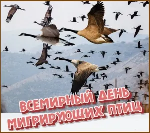 Скачивание изображения #311016