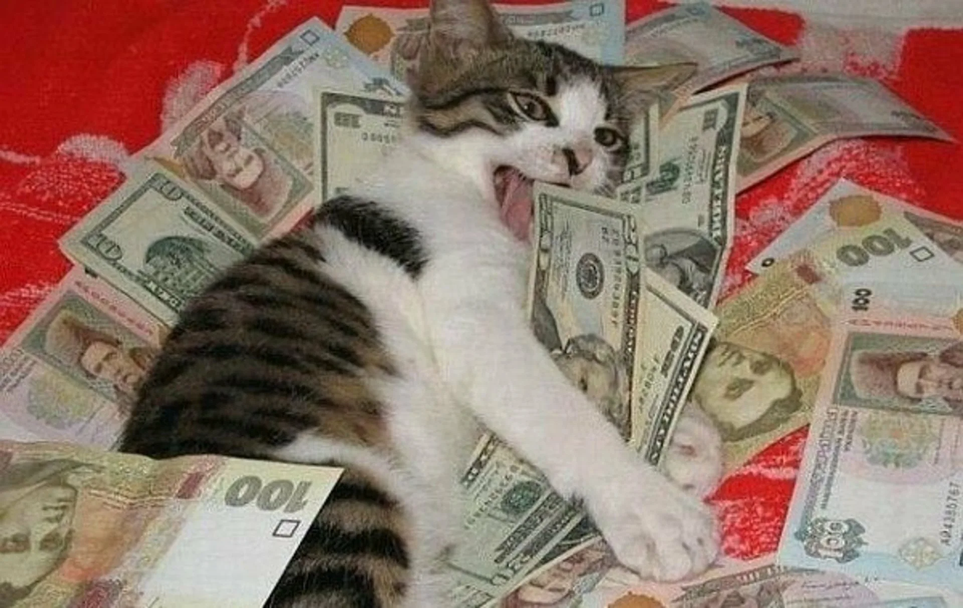 Денег много не бывает песня. Денежный котик. Коты с деньгами. Кот с рублями. Купюры с котиками.