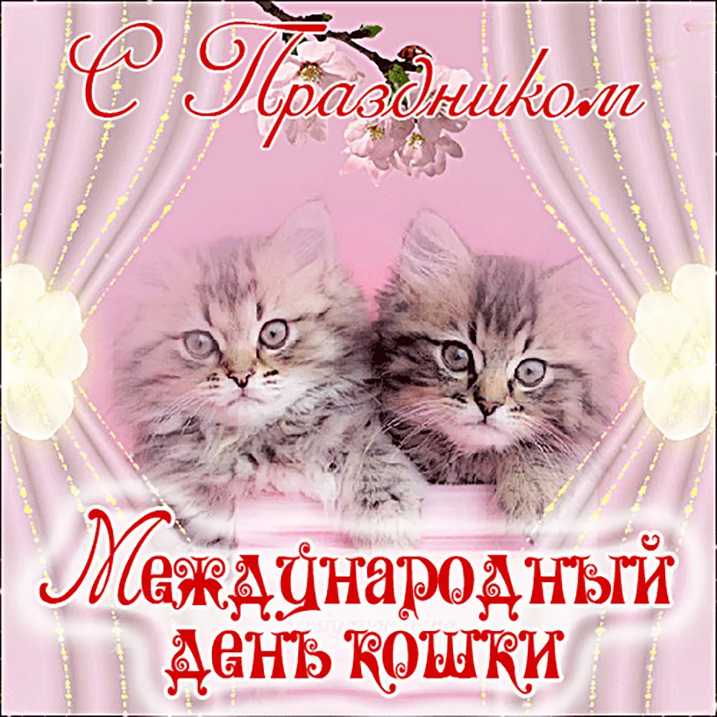 Бесплатные поздравления с днем кошек. День кошек открытки. Международный день кошек открытки. Всемирный день кошек гиф. С днём кошек картинки.