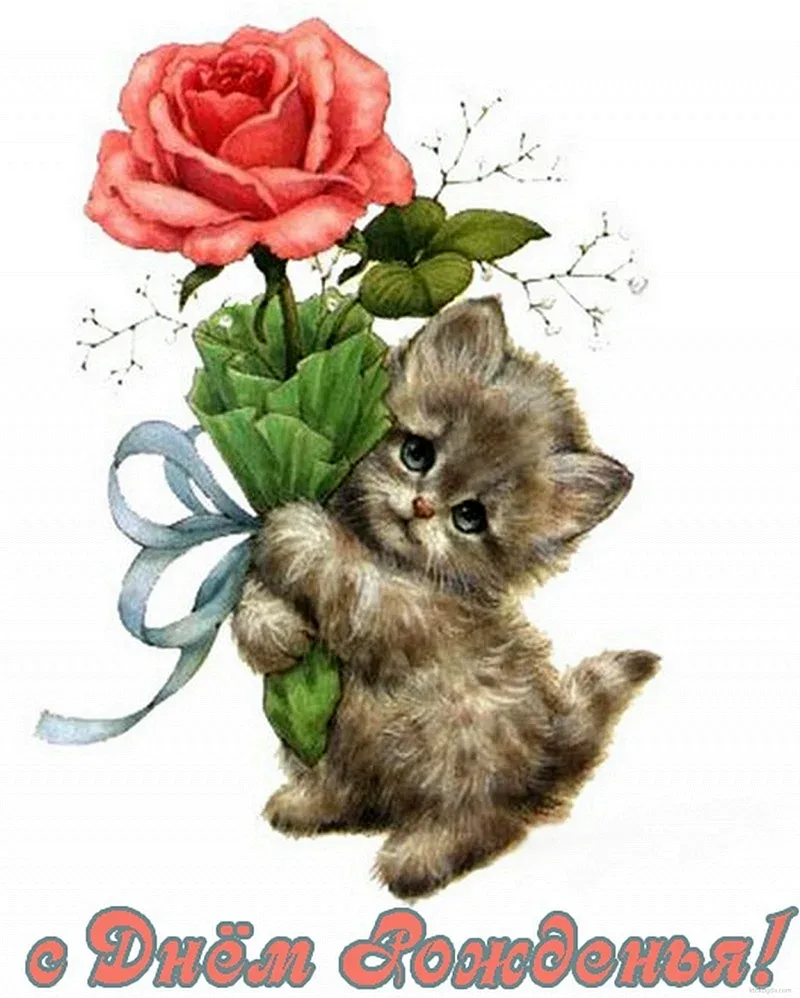 Открытки с рождением котят. Открытки. Открытка кот с цветочком. Котик с розой. Котик с цветами на прозрачном фоне.