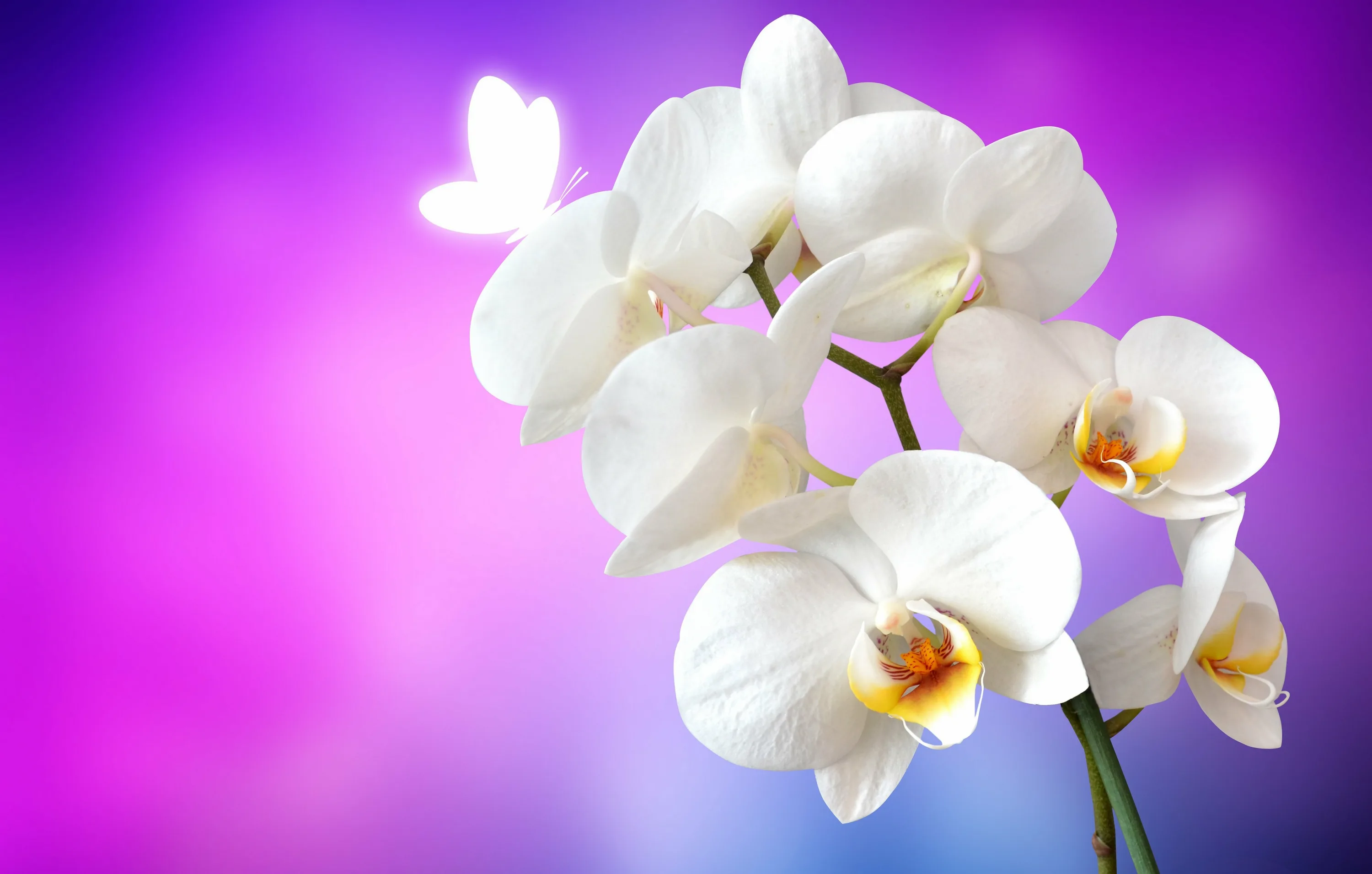 Фото Стихи к подарку орхидея #13