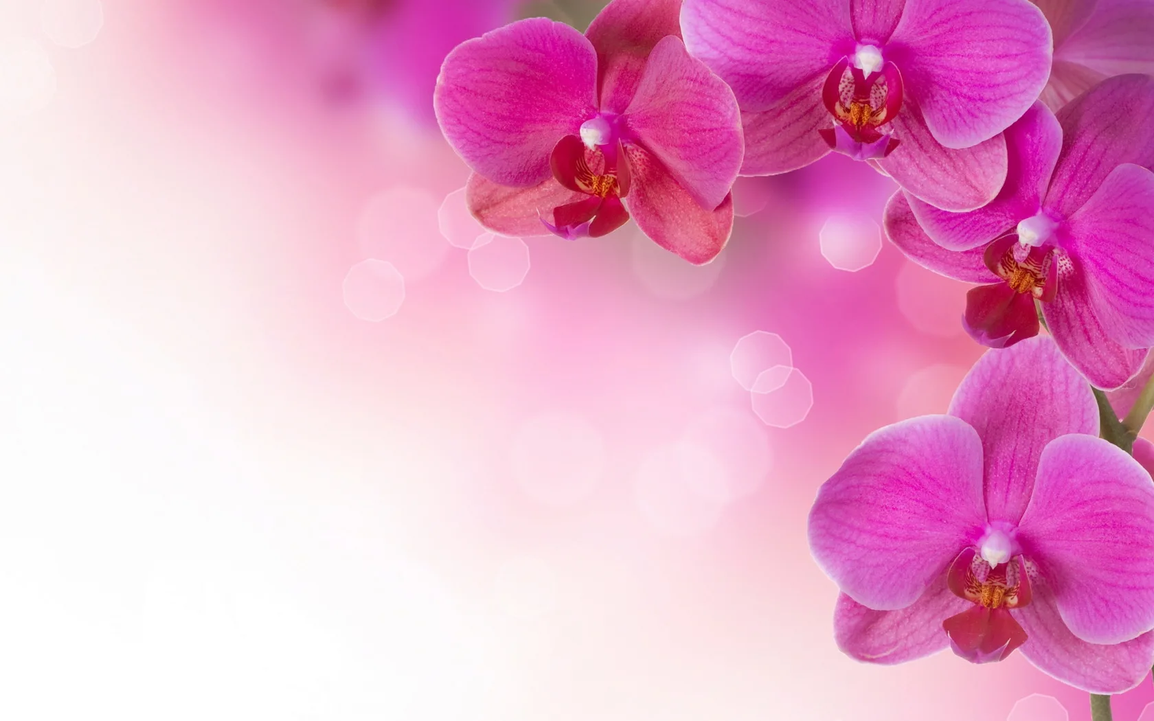 Фото Стихи к подарку орхидея #68