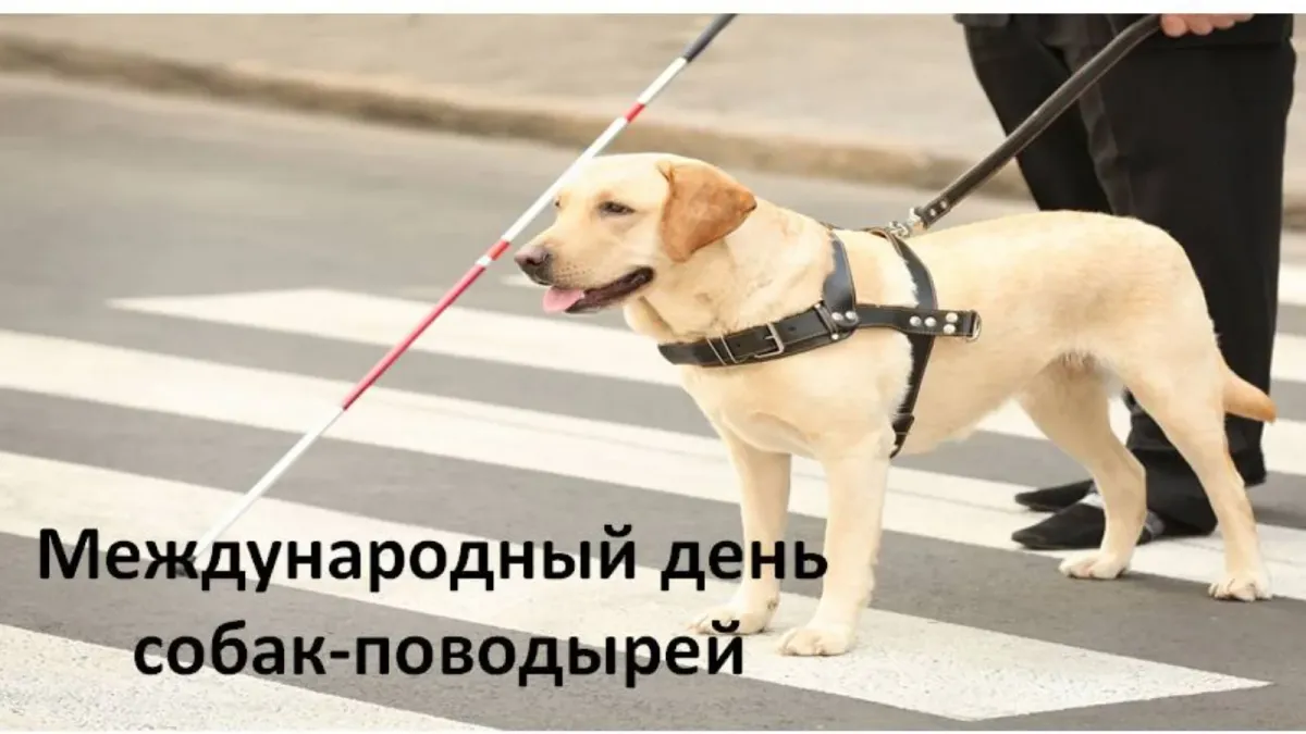 Международный день собак поводырей