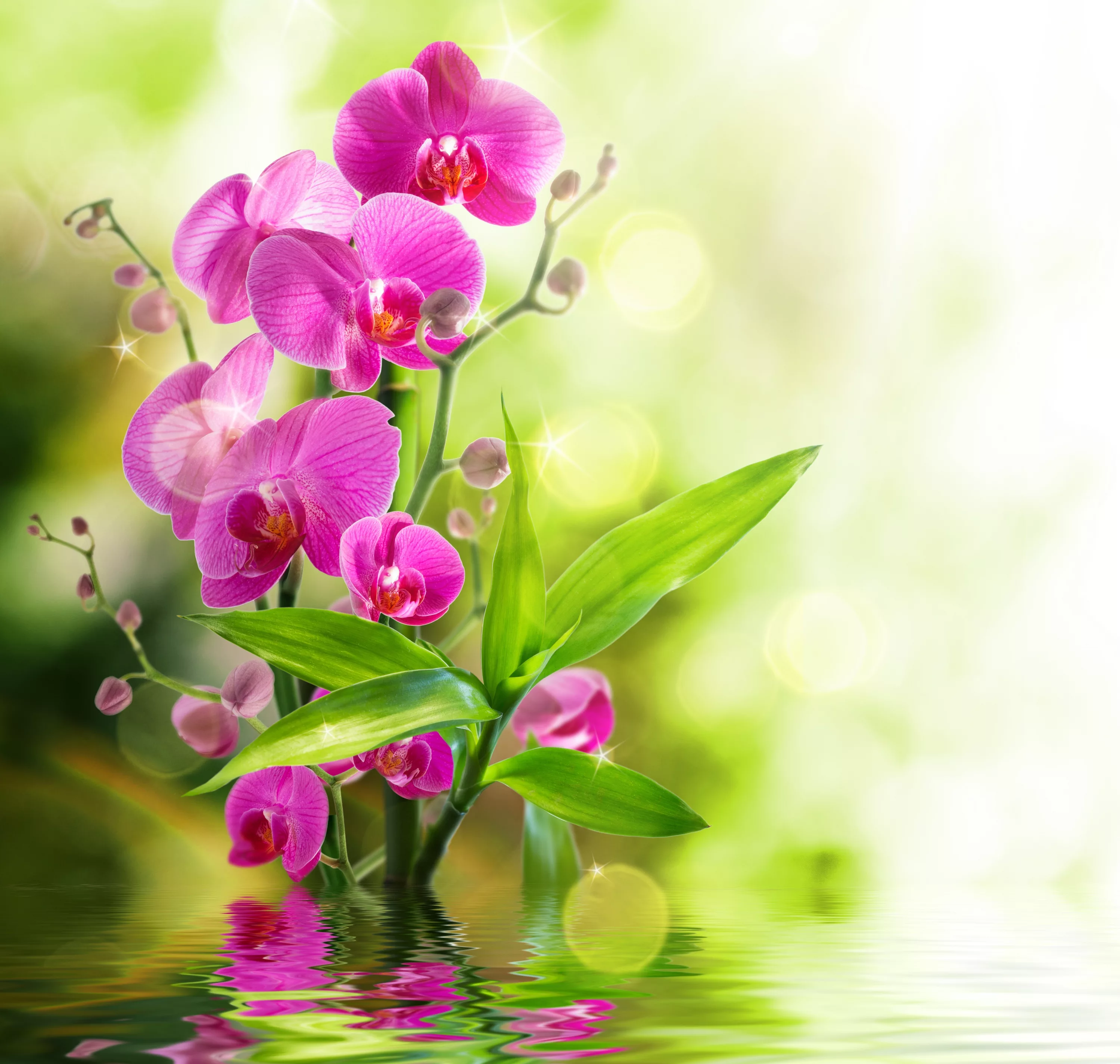 Фото Стихи к подарку орхидея #22