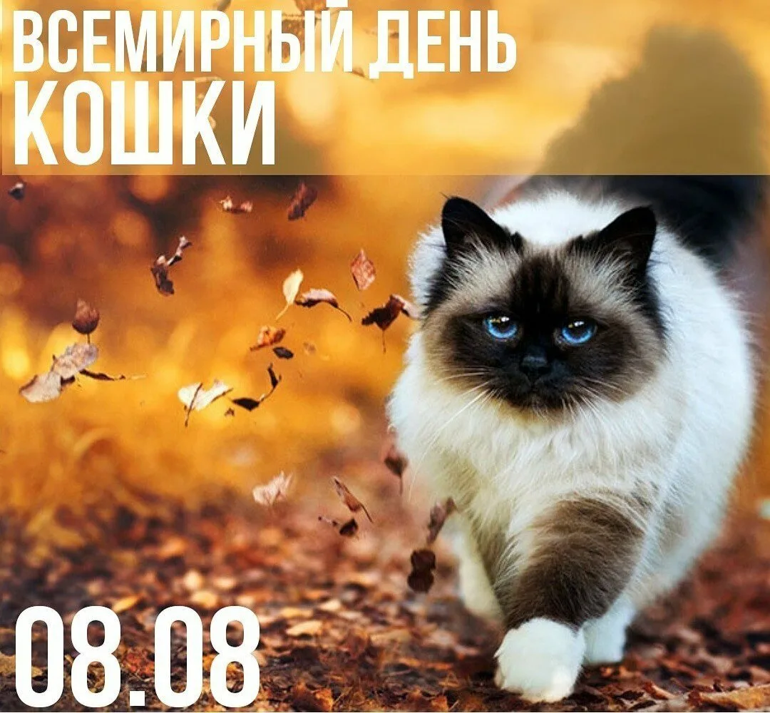 Фото День кошек 2025, поздравления в День кота #26