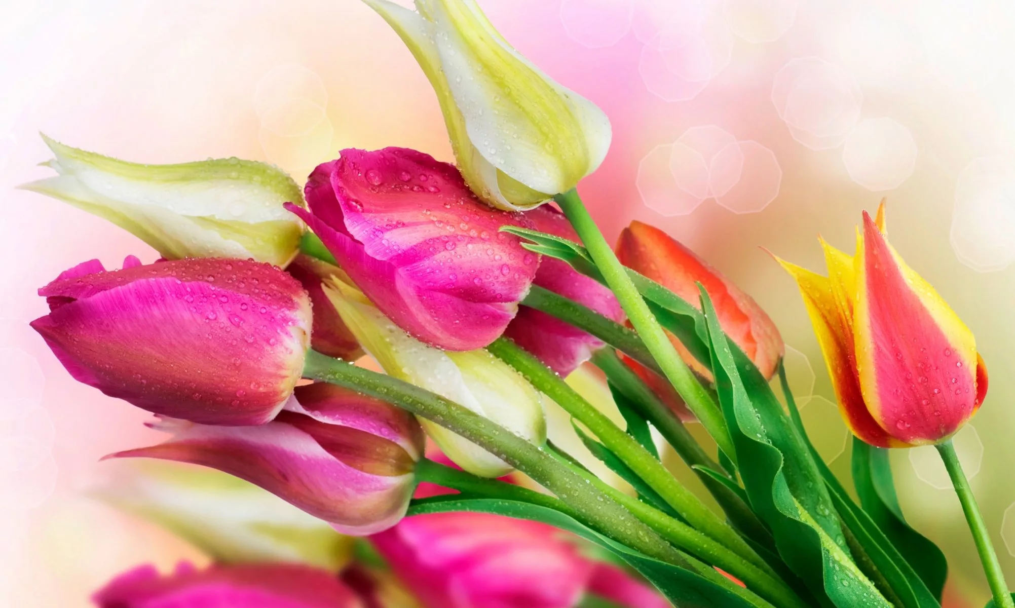 Открытка на 8 без слов. Тюльпан Марит. Красивые тюльпаны. Обои на рабочий стол тюльпаны.