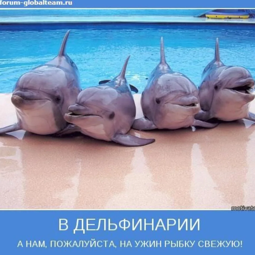 Фото Всемирный день китов и дельфинов 2024 #39
