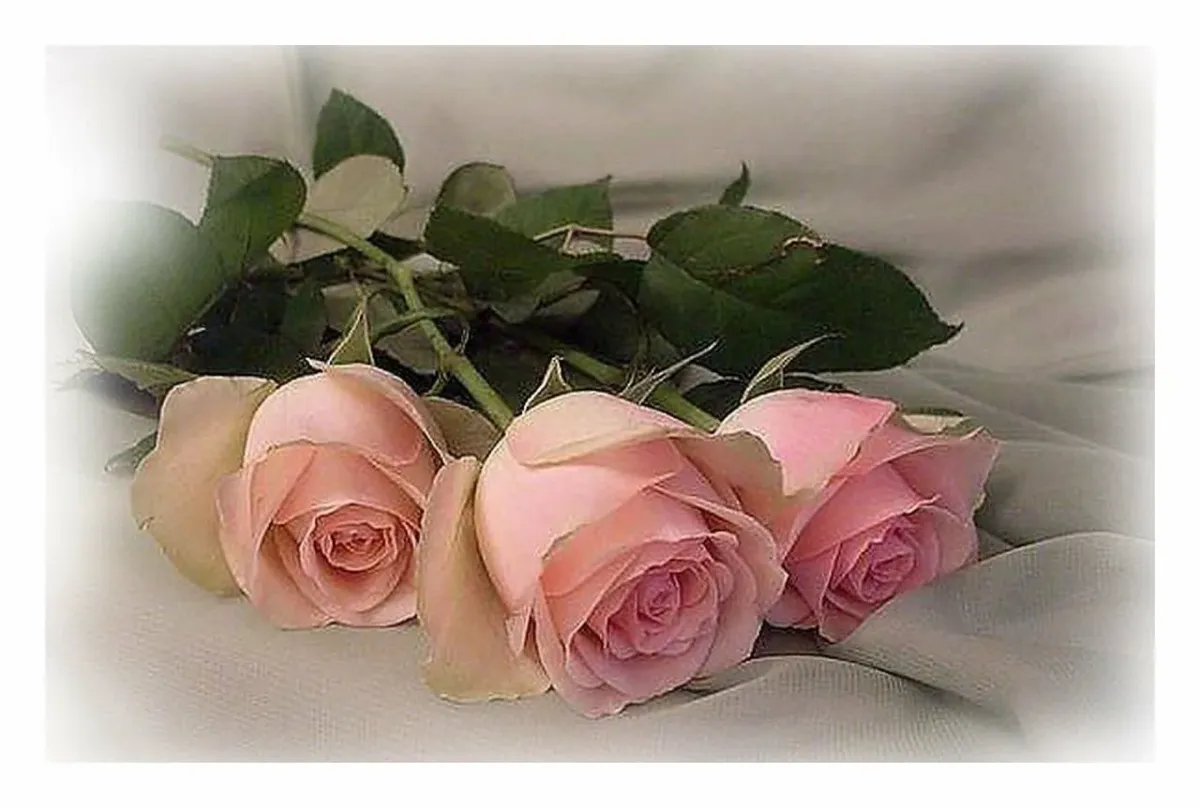 Открытки поздравляю розы. Цветы для Леночки. Открытки с розами. Красивой женщине красивые цветы.