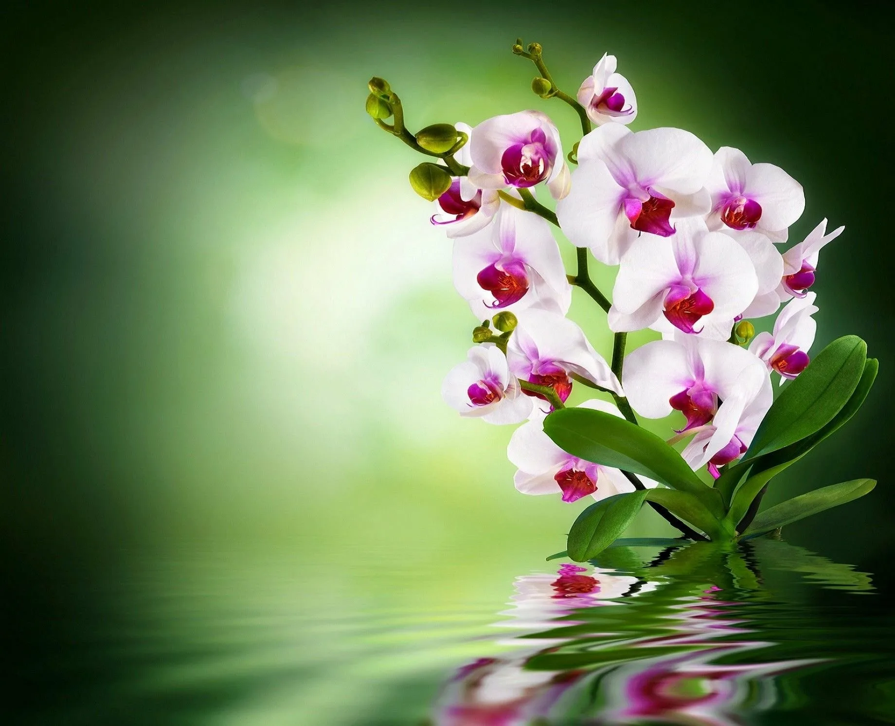 Фото Стихи к подарку орхидея #70