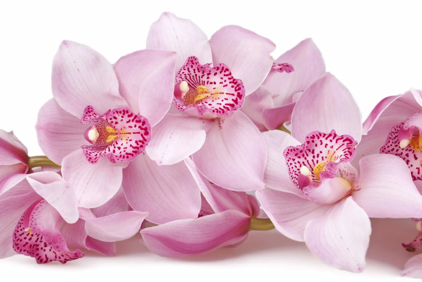 Фото Стихи к подарку орхидея #69