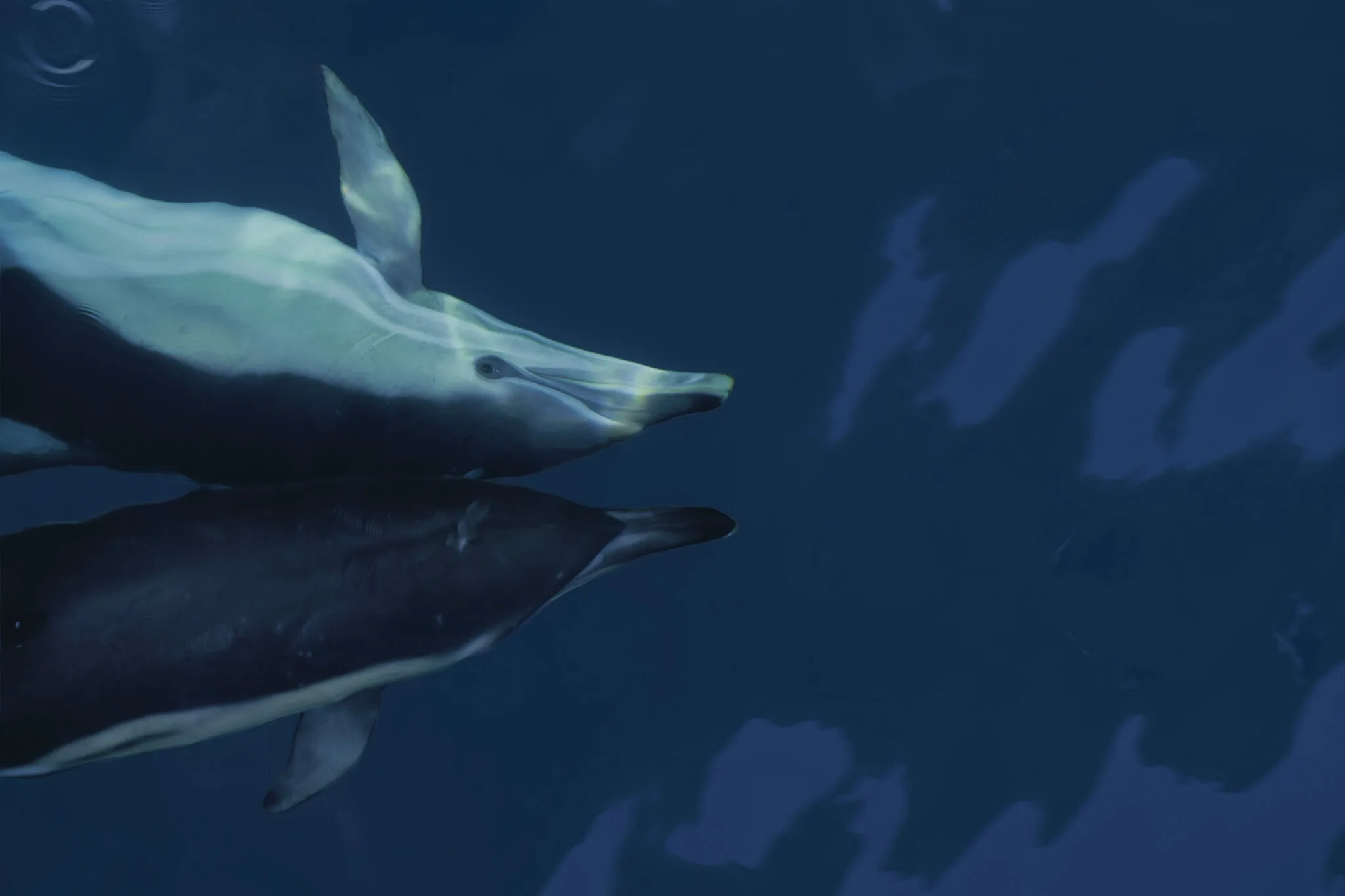 Фото Всемирный день китов и дельфинов 2024 #67