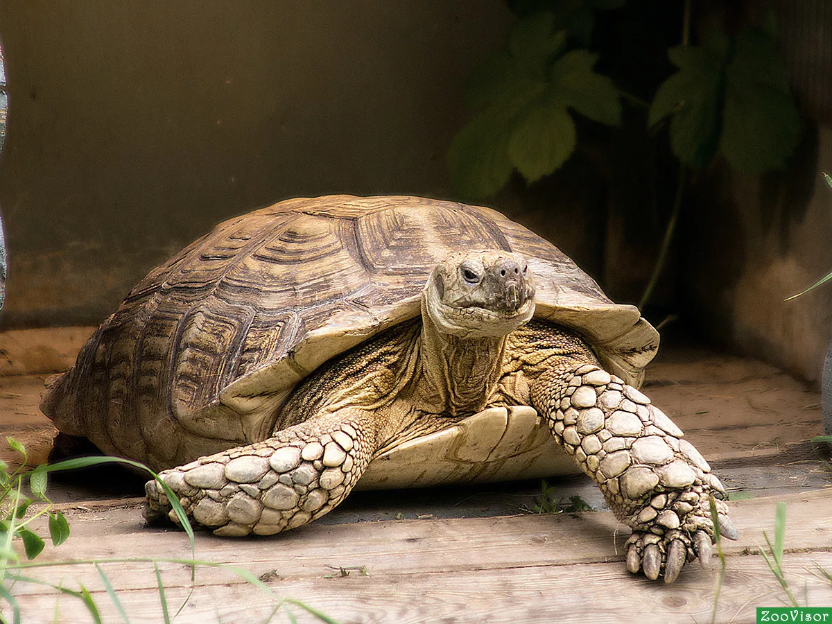 Фото Всемирный день черепахи #18