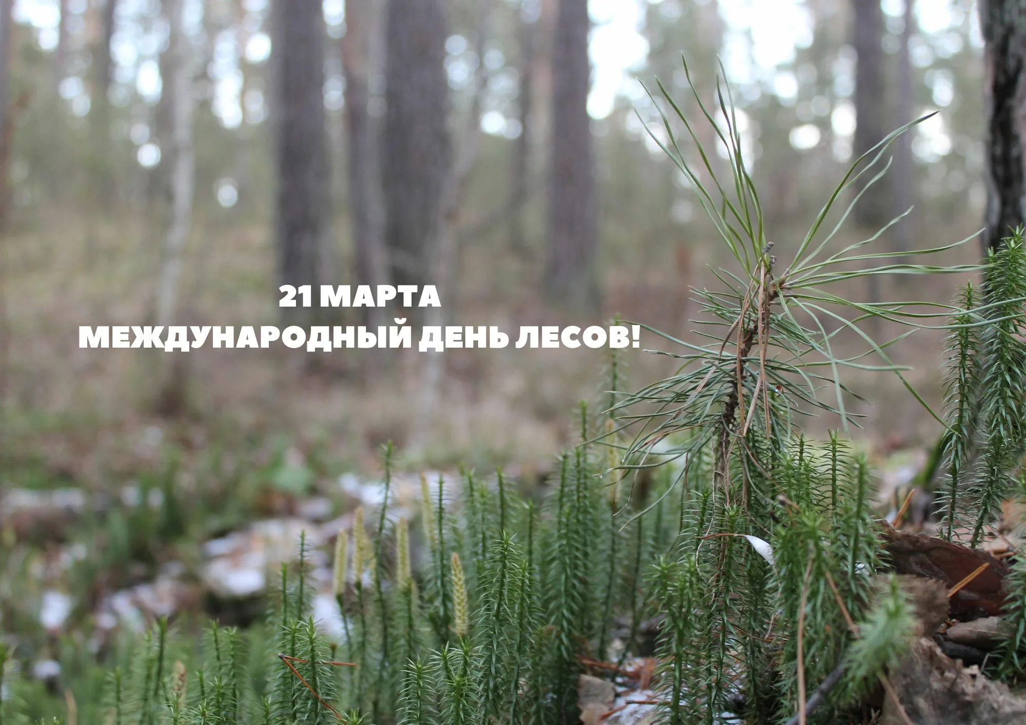 Фото Международный день леса 2025 #66