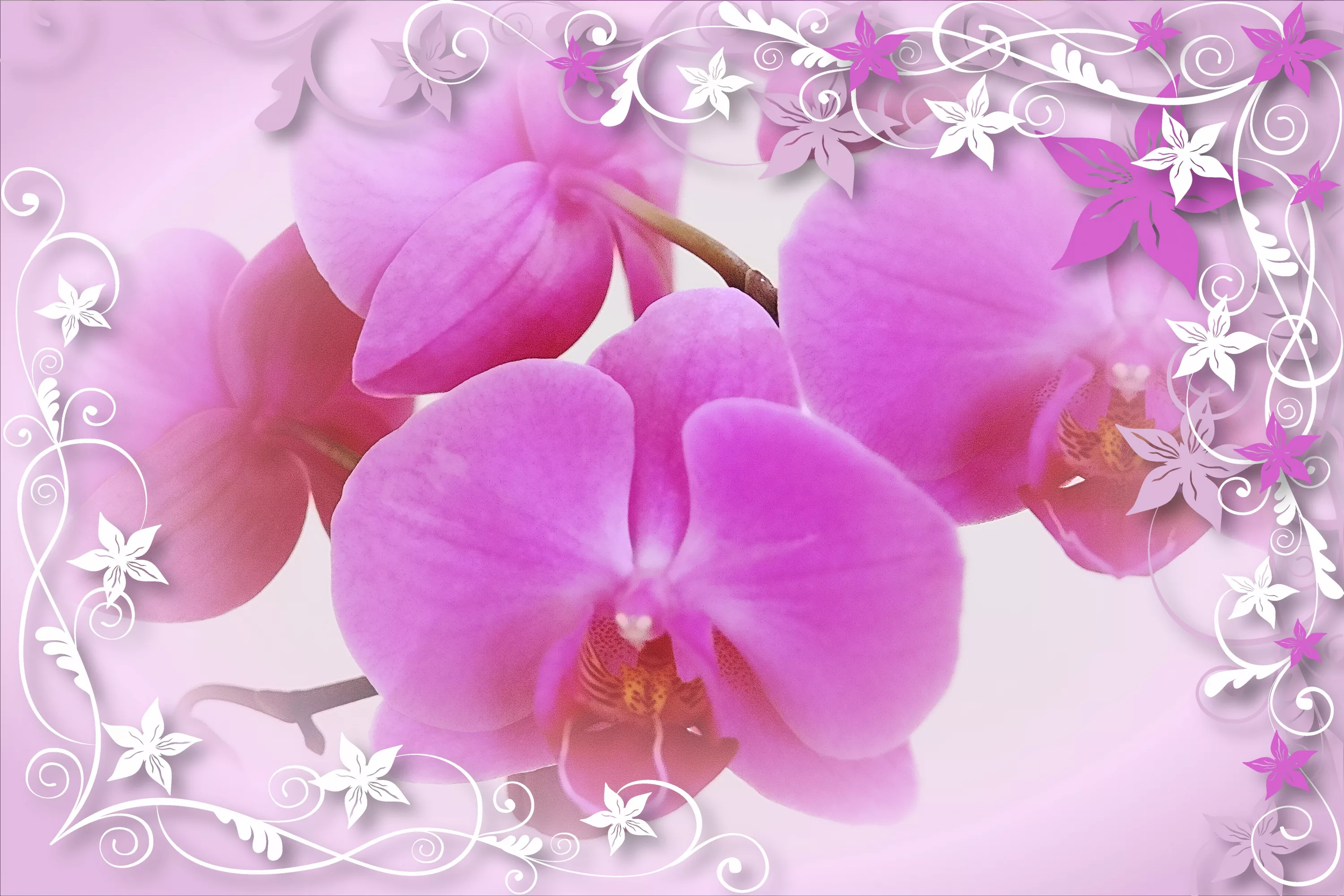 Фото Стихи к подарку орхидея #35