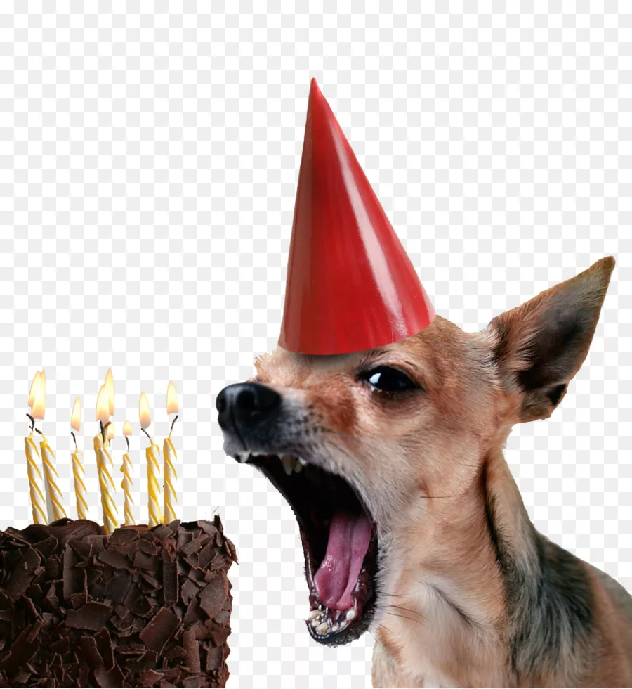 Фото Поздравления с днем рождения собаке #41