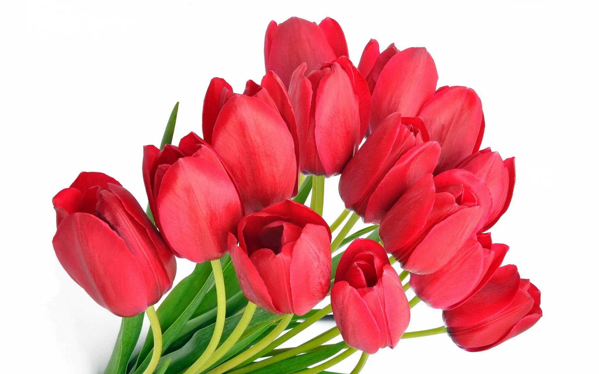 Поздравляю прекрасную половину человечества с 8. С 8 мартом тюльпаны. Цветы тюльпаны. Красные тюльпаны. Тюльпаны открытка.