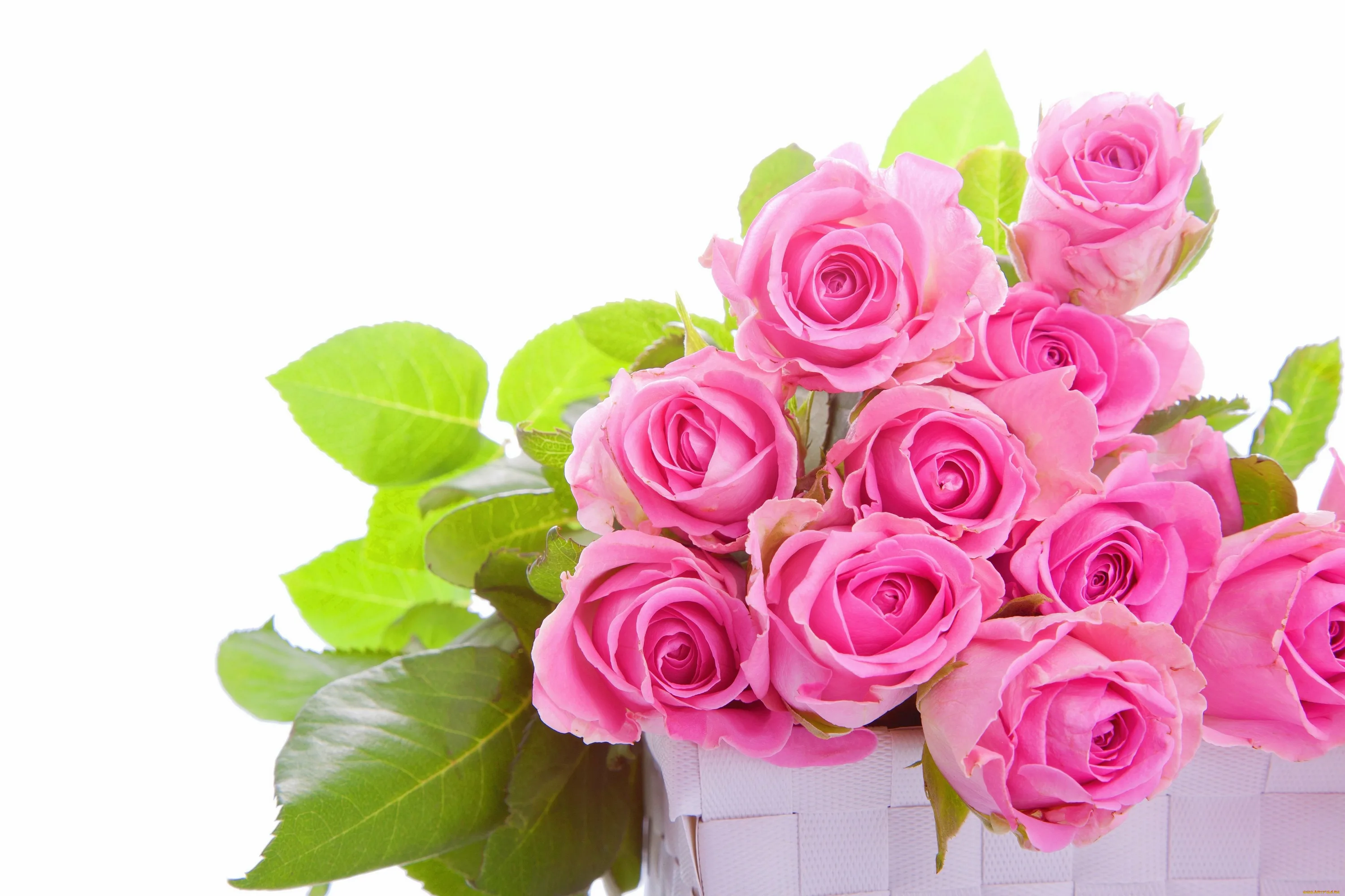 Открытка с днем розовой. Розовые розы. Шикарные цветы. Красивый букет на белом фоне.