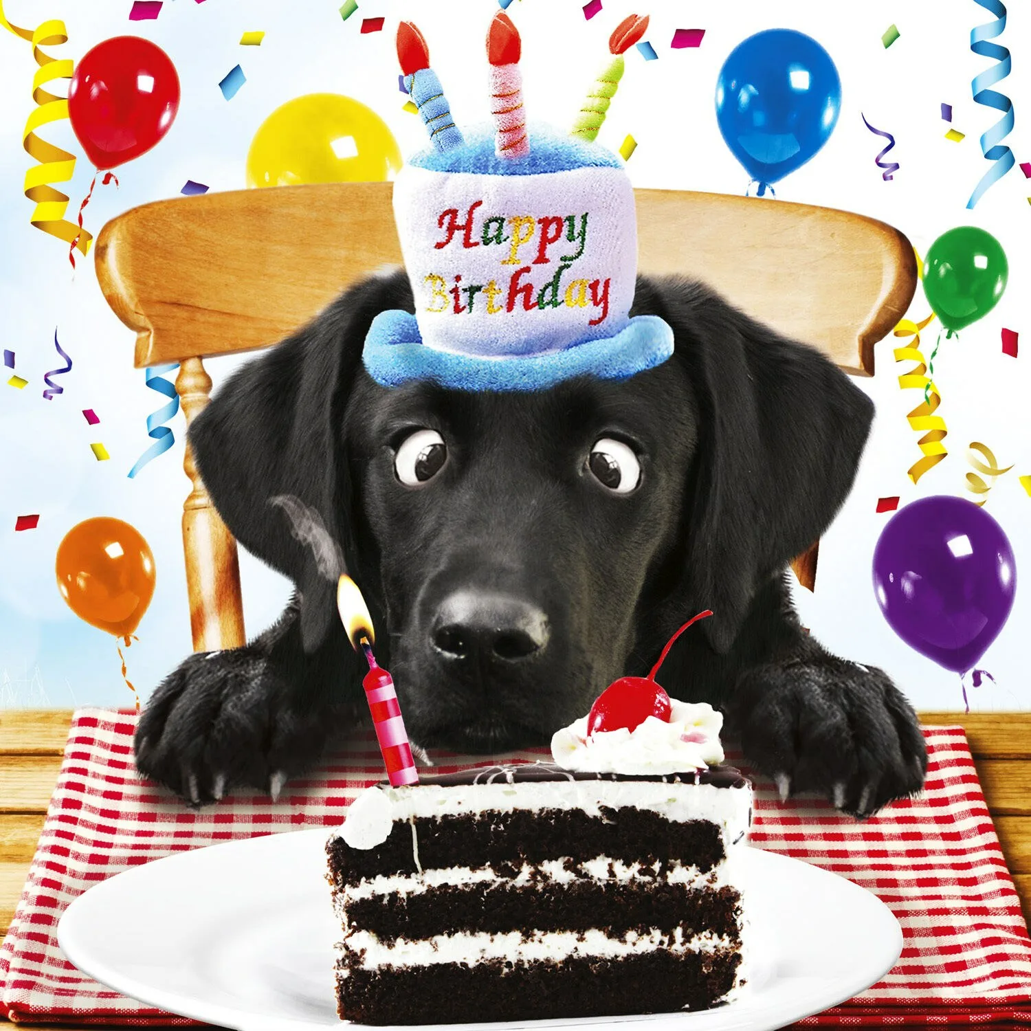 Фото Поздравления с днем рождения собаке #31