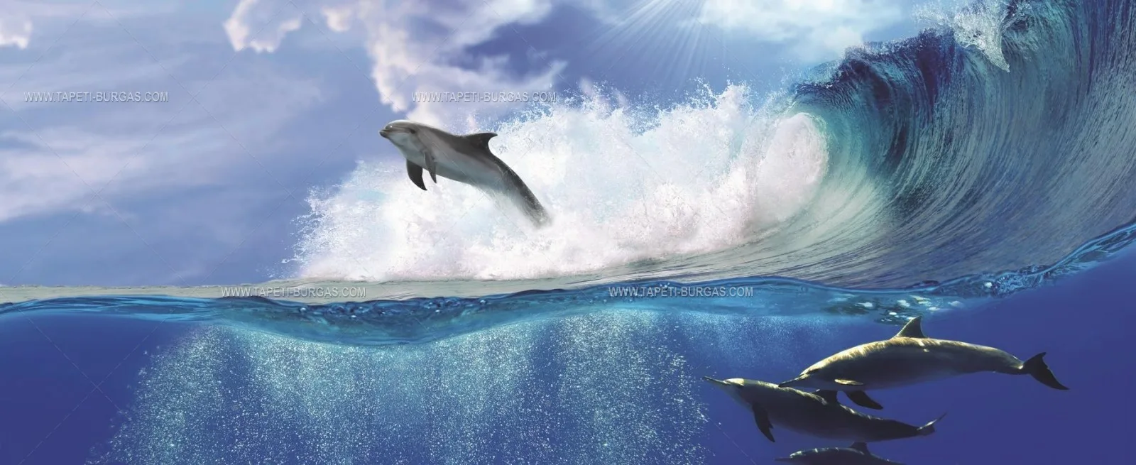 Фото Всемирный день китов и дельфинов 2024 #68
