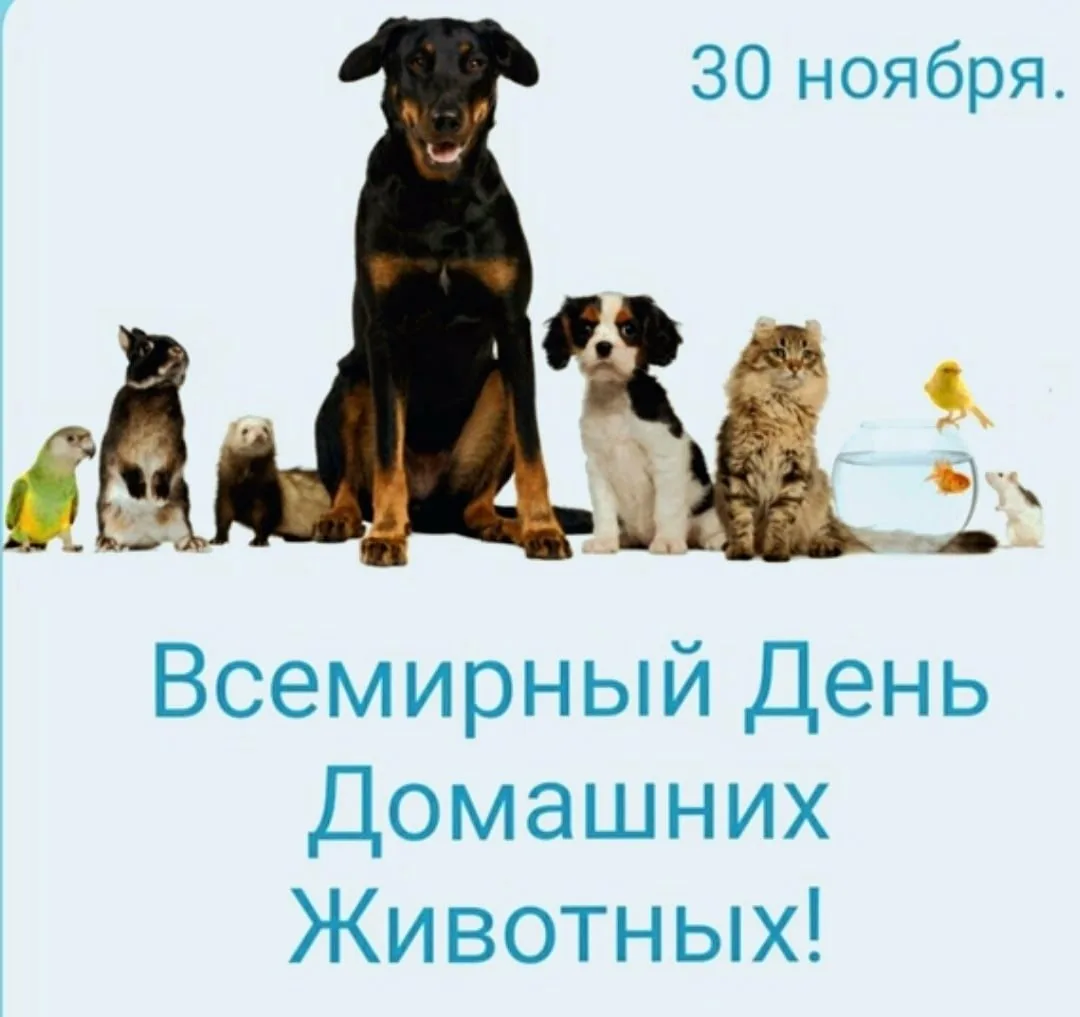 Фото Всемирный день домашних животных #31