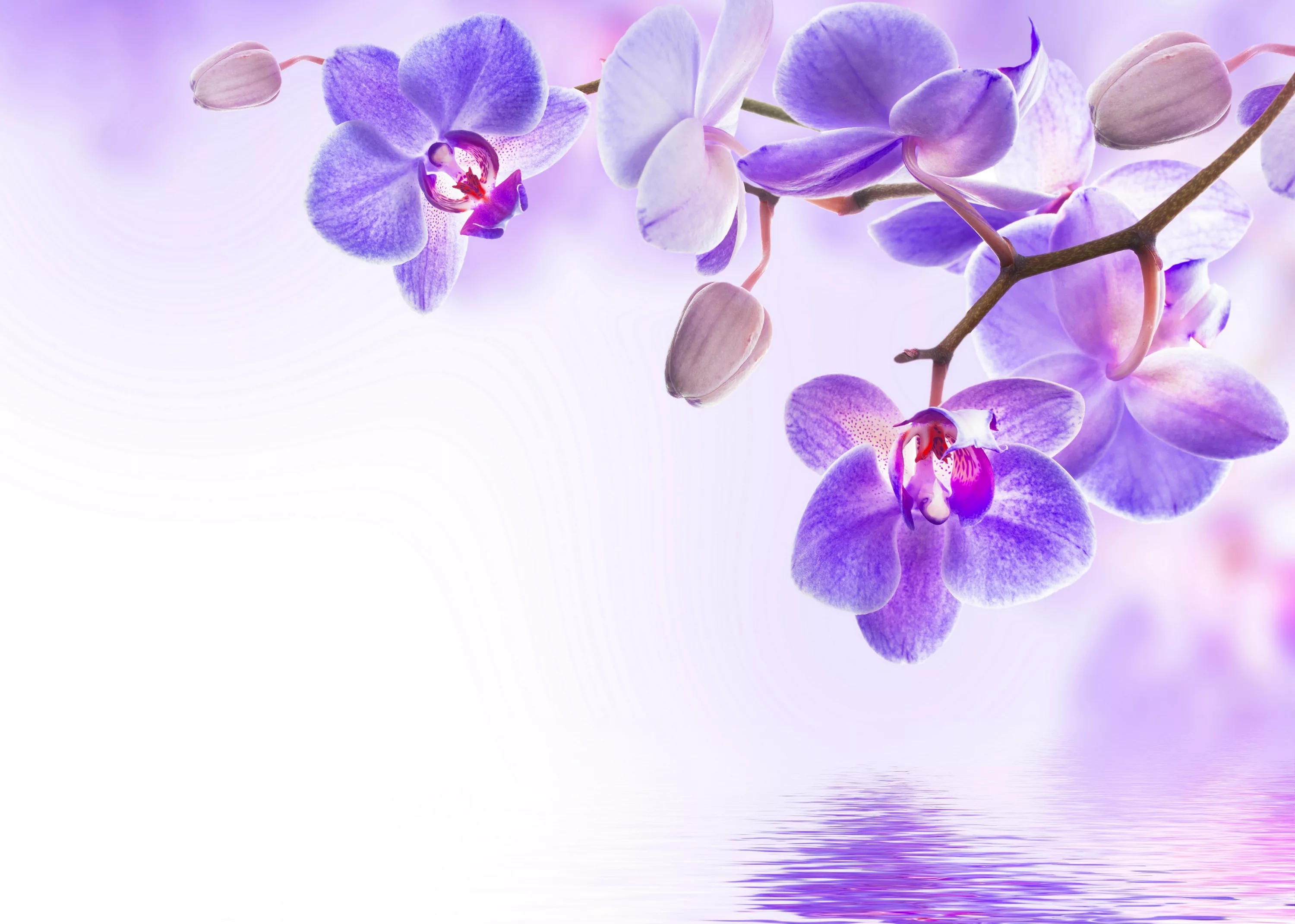 Фото Стихи к подарку орхидея #19