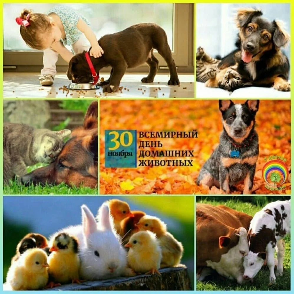 Фото Всемирный день домашних животных #40