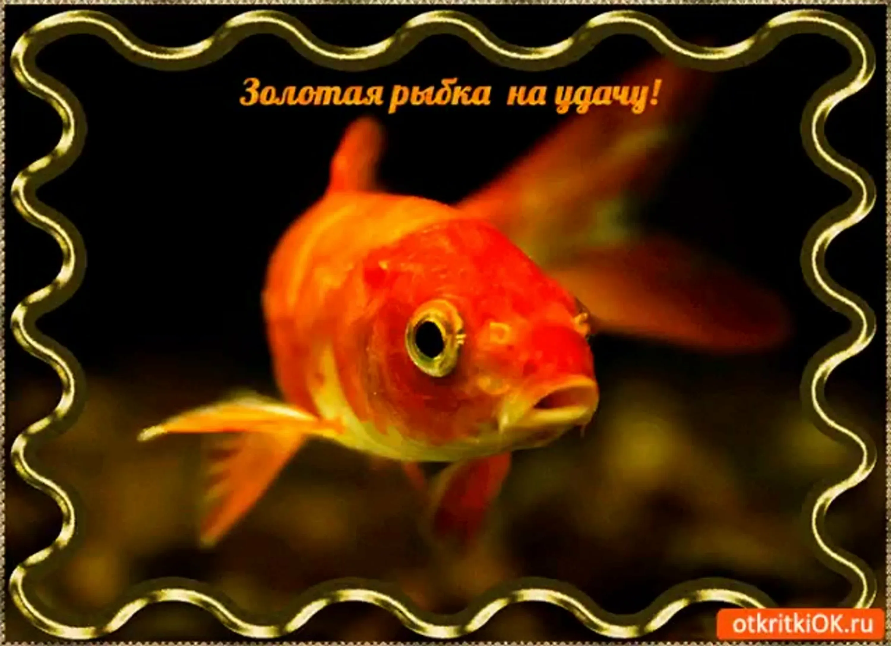 Фото Стихи к подарку золотая рыбка #45