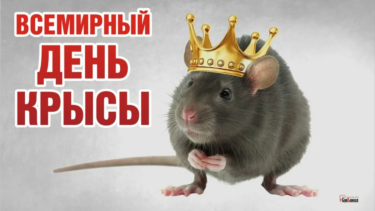 Всемирный день крысы 4 апреля картинки. Всемирный день крысы. С днем крысы поздравления. Открытка с крысой. День крысы праздник.