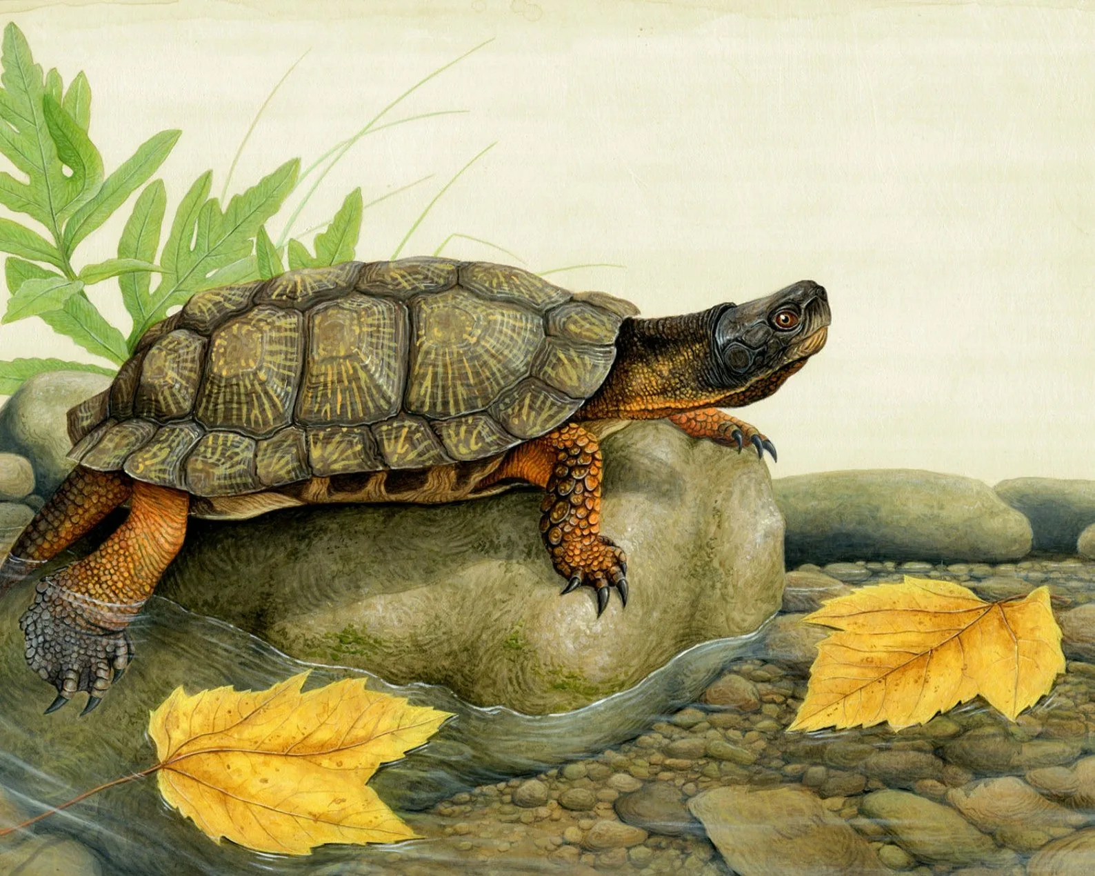 Фото Всемирный день черепахи #72