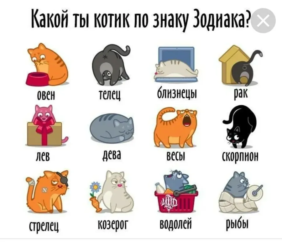 Дева в год кота. Знаки зодиака. Котики по знаку зодиака. Кошачий гороскоп. Смешной гороскоп.