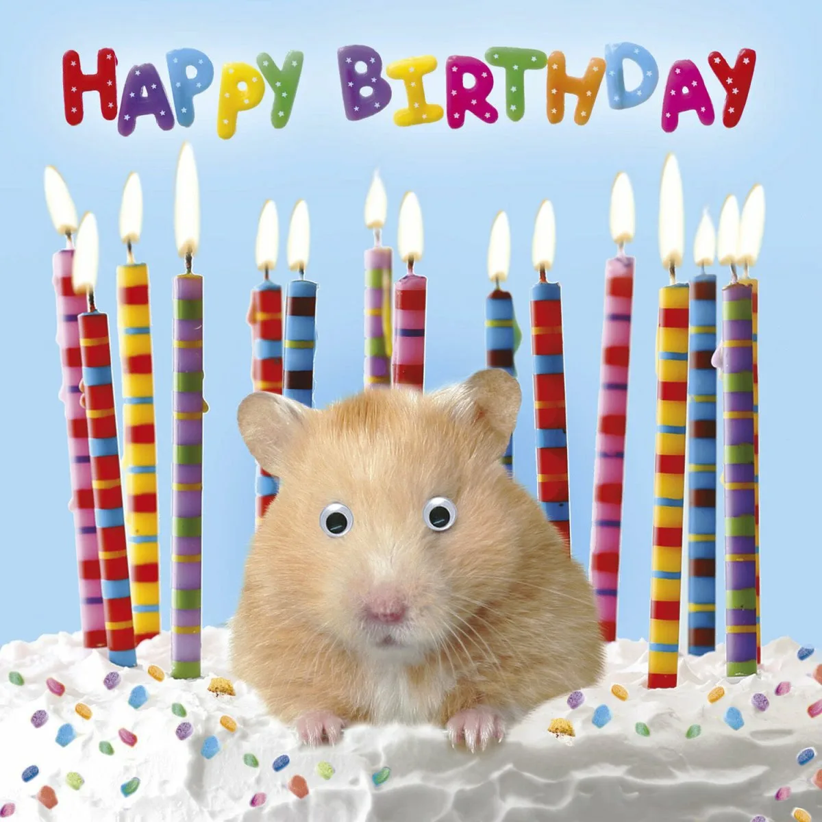 Хомячки открытка. С днем рождения хомячок. Хомяк поздравляет с днем рождения. Открытки с днем рождения с хомячком. Поздравление хомяка с днем рождения.