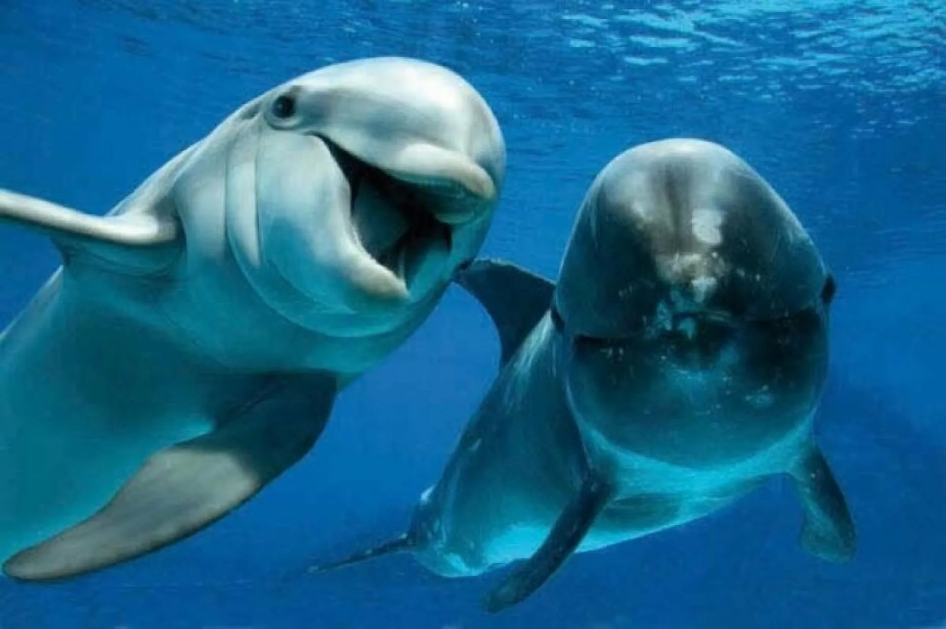 Фото Всемирный день китов и дельфинов 2024 #35