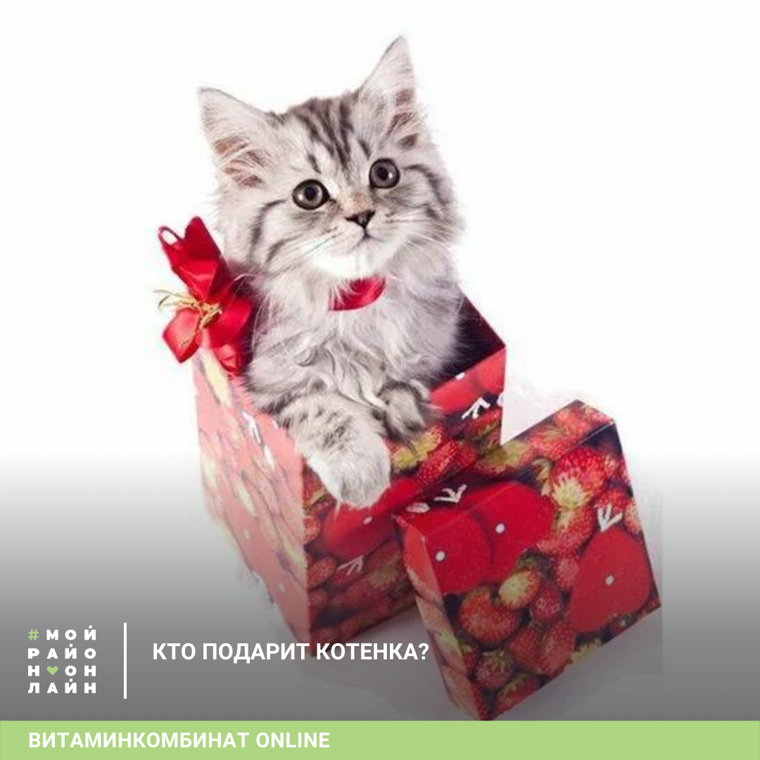 Сюрпризы кошки. Котенок с подарком. Котик в коробке подарок. Подарочная коробка для котенка. Кот дарит подарок.
