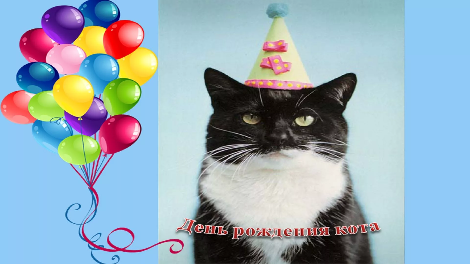 Фото Поздравления с днем рождения коту #37