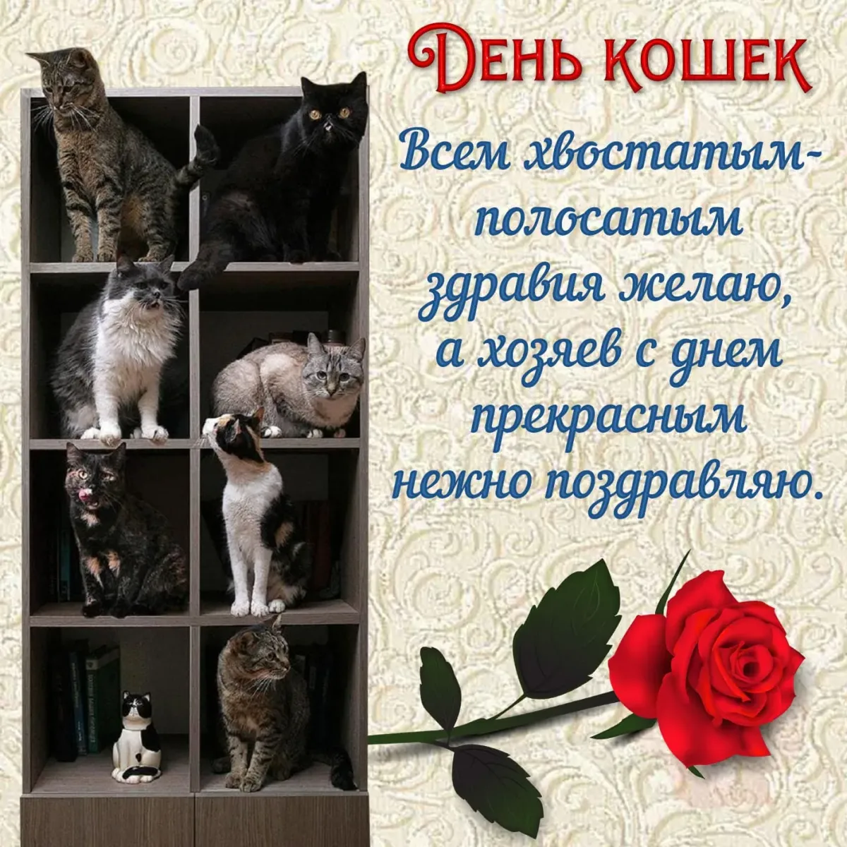 День уважения котов. День кошек открытки. Поздравление с днем кошек. Всемирный день кошек открытки.
