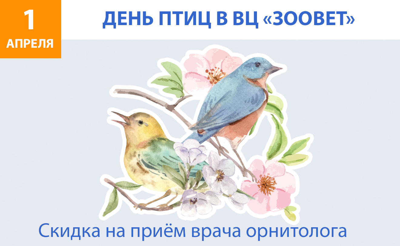 Фото Международный день птиц 2025 #81