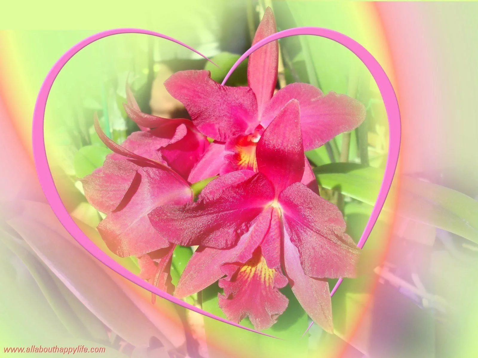 Фото Стихи к подарку орхидея #83