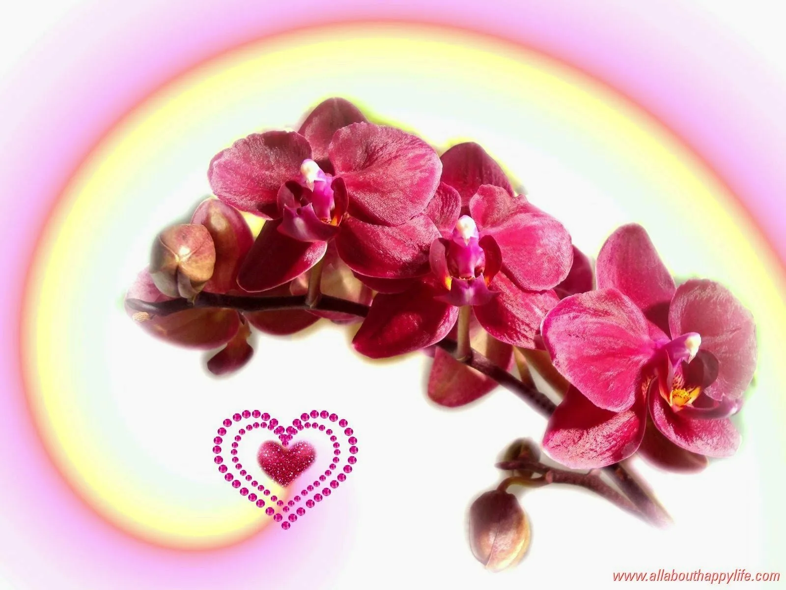 Фото Стихи к подарку орхидея #86