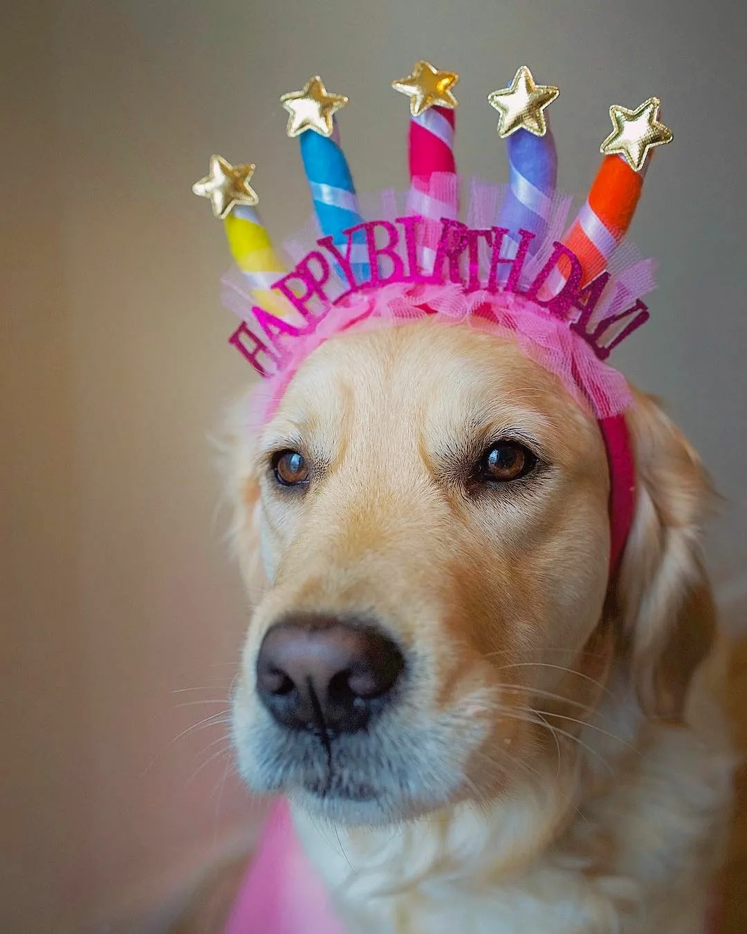 Фото Поздравления с днем рождения собаке #60