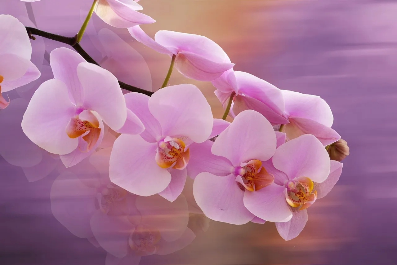 Фото Стихи к подарку орхидея #87