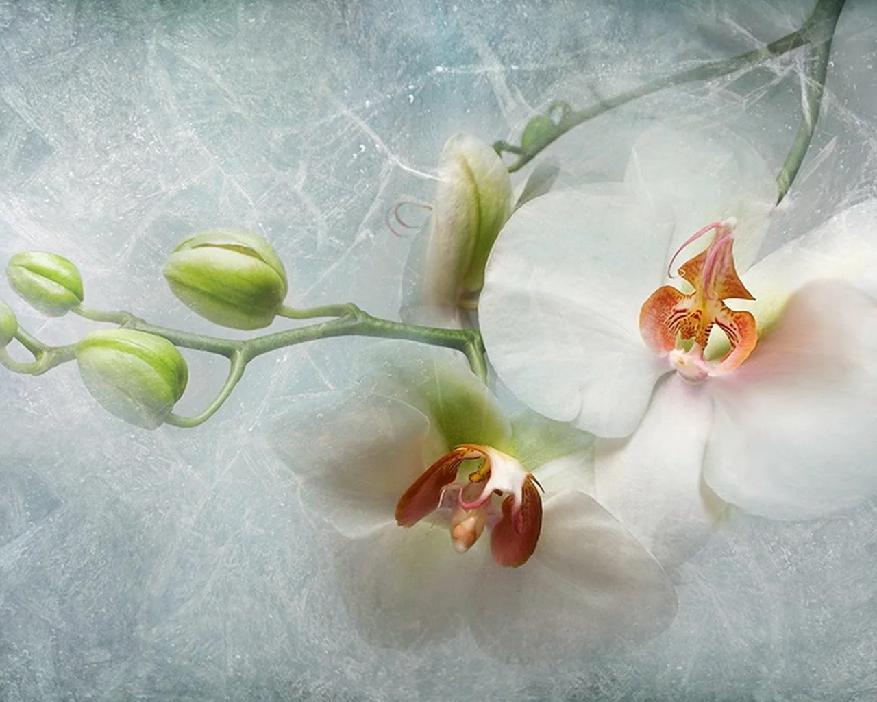 Фото Стихи к подарку орхидея #15
