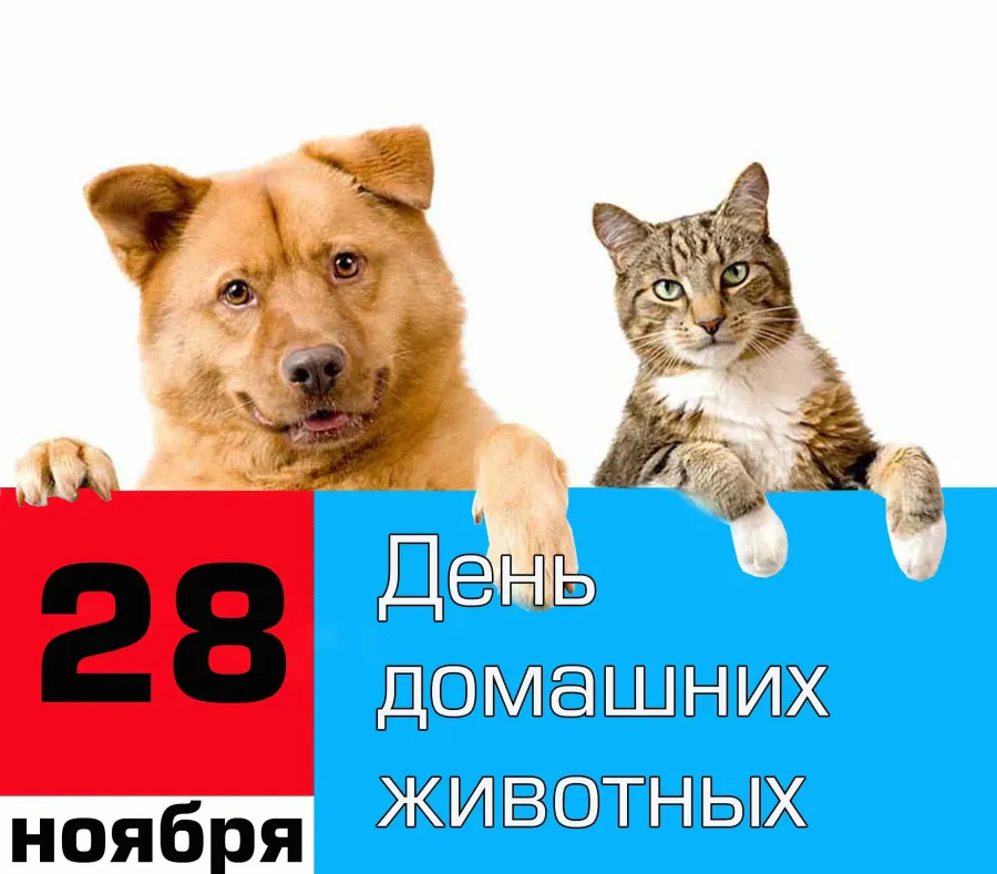 Ты можешь выбрать любого питомца которого захочешь