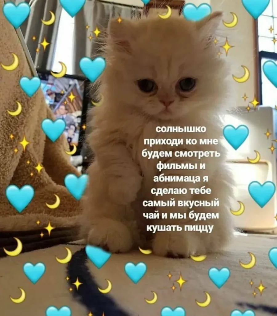 Милые картинки с котиками парню