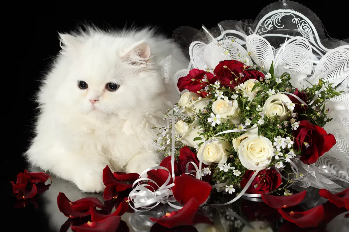 Картинки с кошками пожелания. С днём рождения открытки с кошками красивые. С днём рождения девушке. Открытка цветы. Котенок поздравляет с днем рождения.