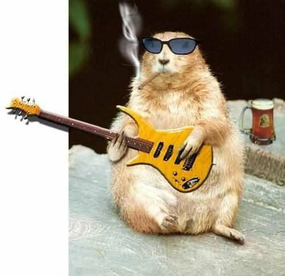 Рок бобры. Кот с гитарой. Животные с гитарой. Хомяк с гитарой. Поздравительная открытка с гитарой.
