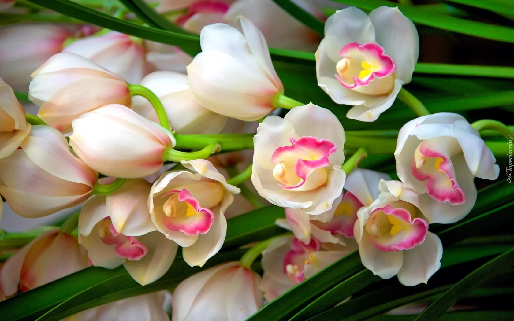 Фото Стихи к подарку орхидея #81