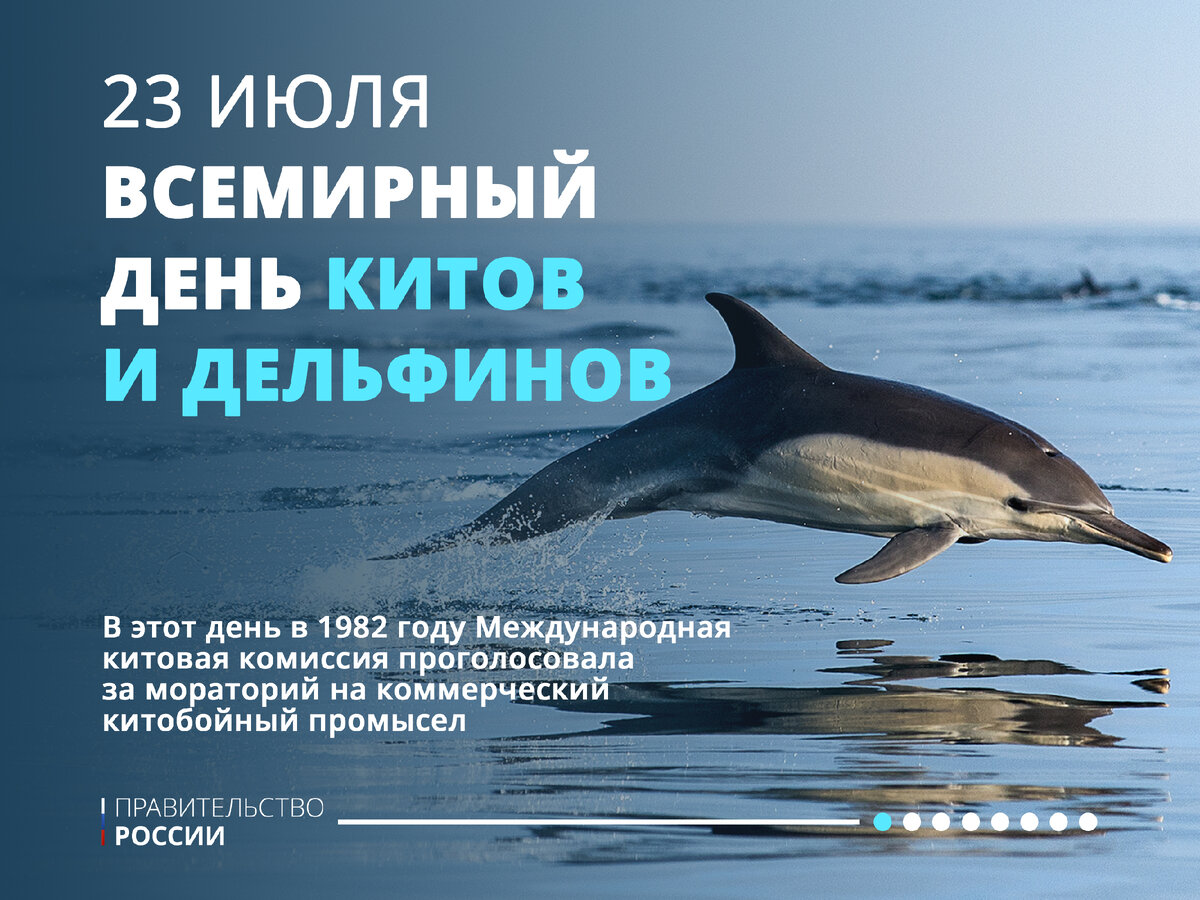 Фото Всемирный день китов и дельфинов 2024 #6